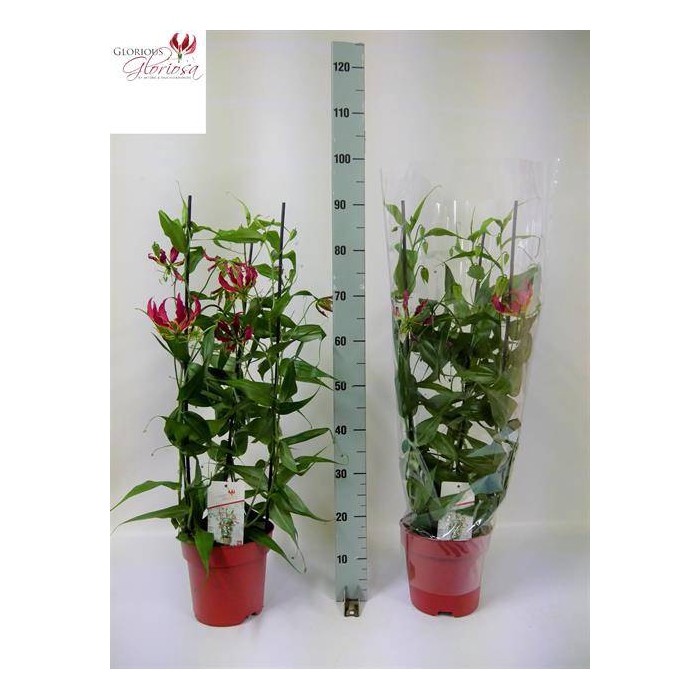 <h4>Gloriosa Rothschildiana 21Ø 90cm 3pp</h4>