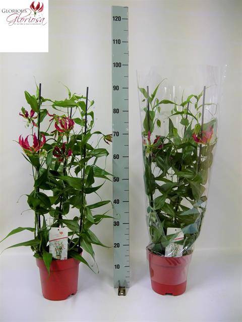 Gloriosa Rothschildiana 21Ø 90cm 3pp