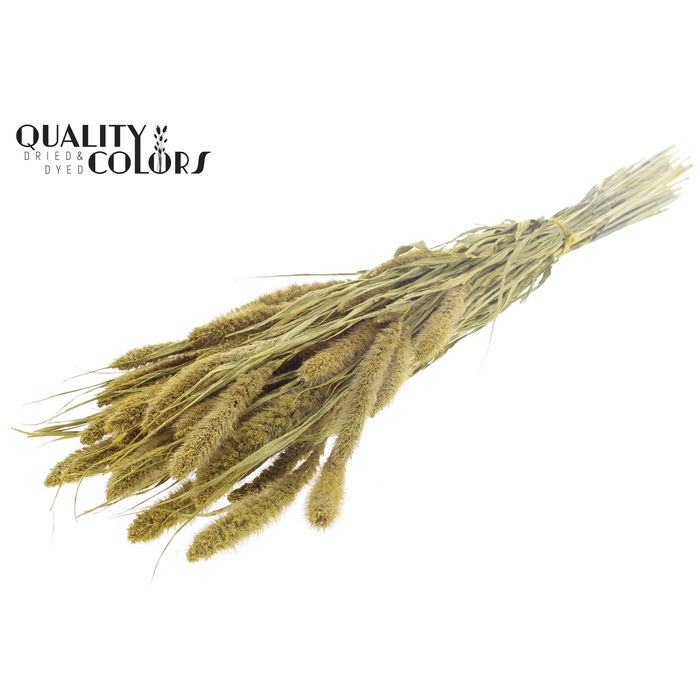 <h4>Setaria per bunch Metallic Yellow</h4>