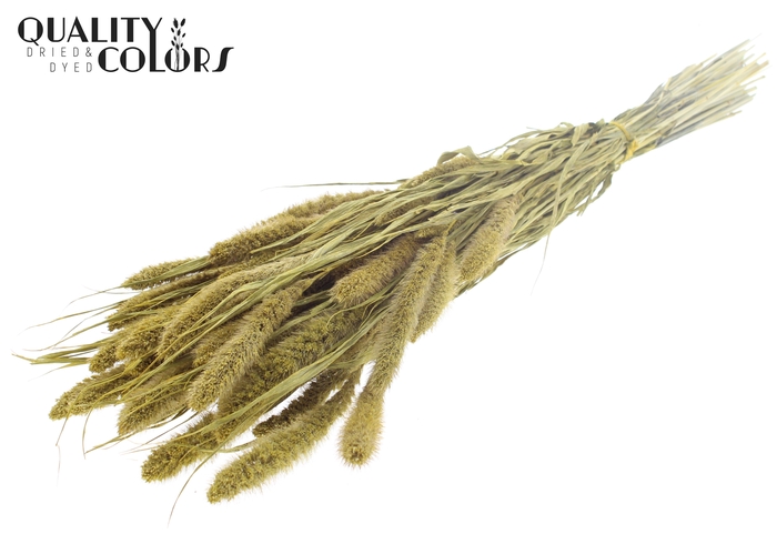 Setaria per bunch Metallic Yellow
