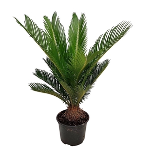 Cycas Revoluta