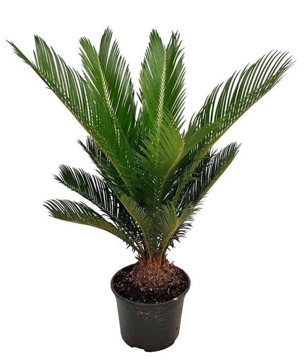 <h4>Cycas Revoluta</h4>