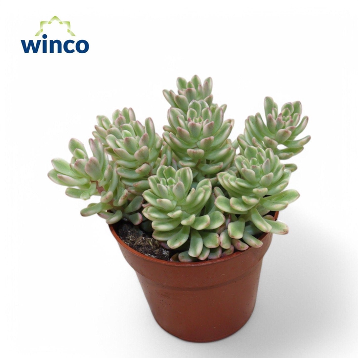 <h4>Sedum Rubrotinctum Variegata</h4>
