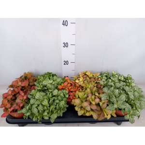 Fittonia   ...mix