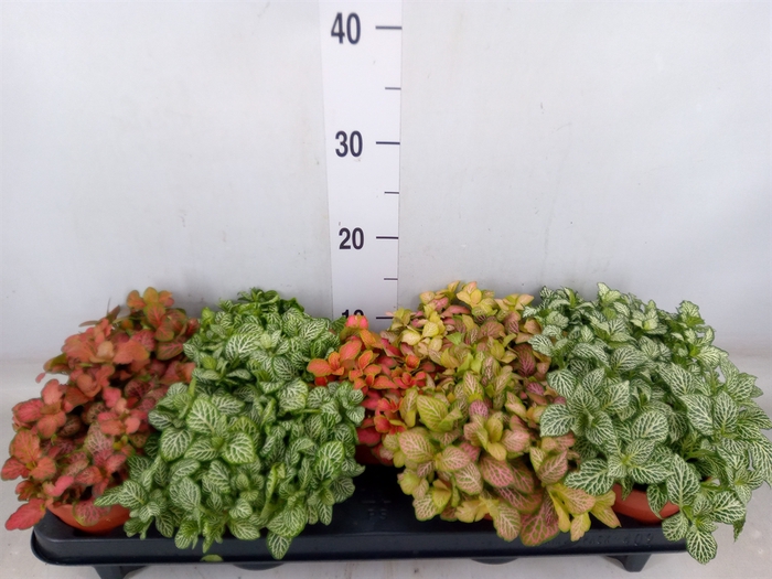 <h4>Fittonia   ...mix</h4>