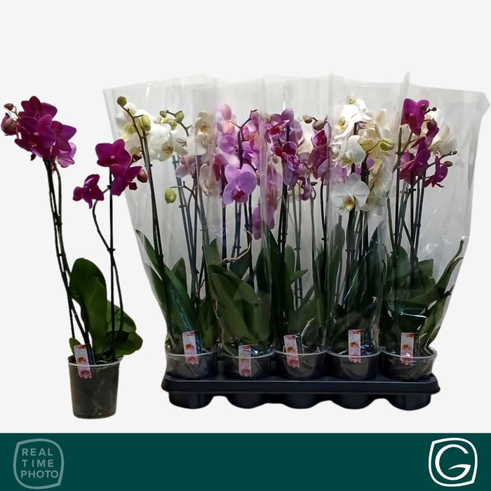 <h4>PHAL GEM 4 KL</h4>