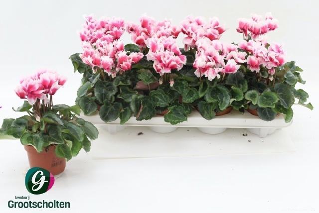 arr8 Cycl Md Abanico Red White