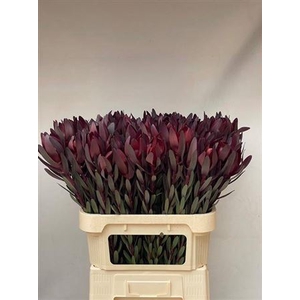 Leucad Saf Sunset 80 Cm