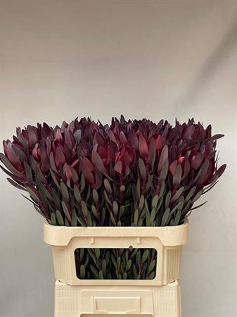 <h4>Leucad Saf Sunset 80 Cm</h4>