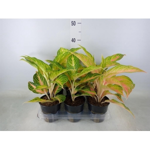 Aglaonema   ...