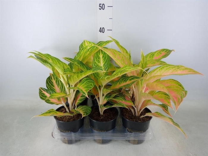 <h4>Aglaonema   ...</h4>