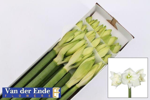 <h4>HIPP GA MONT BLANC</h4>