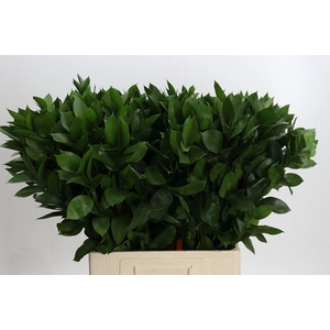 Ruscus aculeatus   ...groot blad