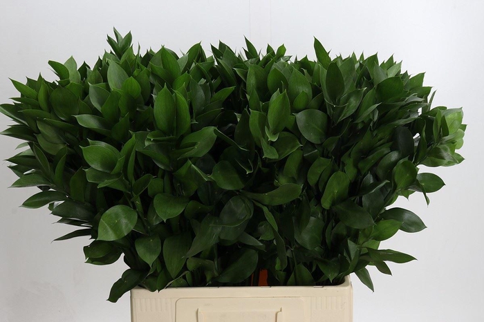 <h4>Ruscus aculeatus   ...groot blad</h4>