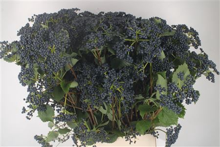 <h4>Viburnum Blueberry Hill 5+</h4>