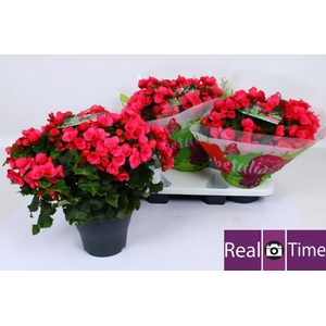 BEG EN BETULIA PINK