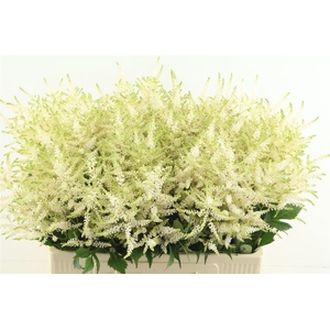 Astilbe Whasingthon 60cm