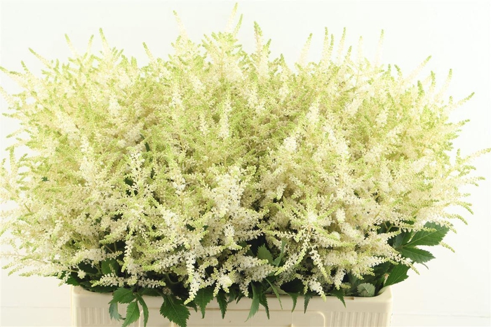 <h4>Astilbe Whasingthon 60cm</h4>