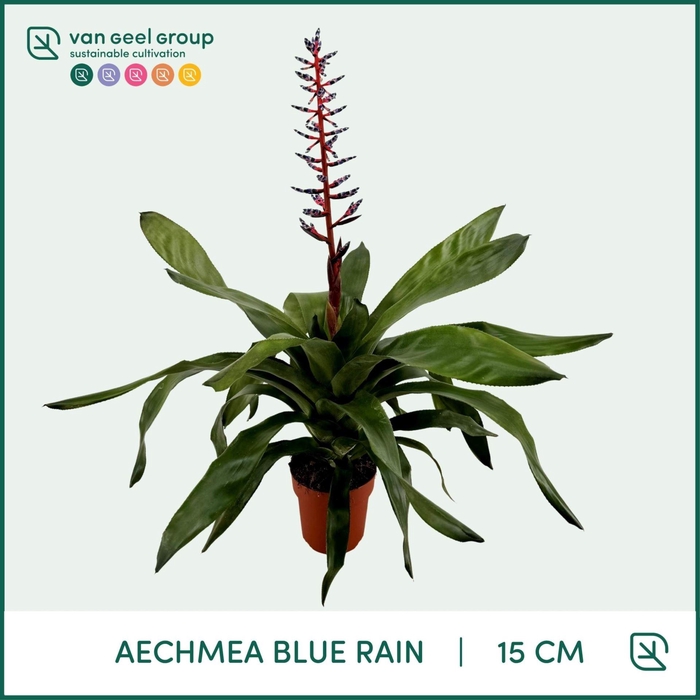 <h4>Aechmea 'Blue Rain'</h4>