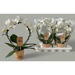PHAL OV