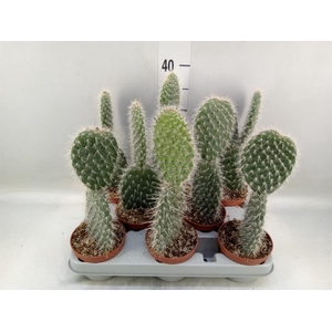 Opuntia