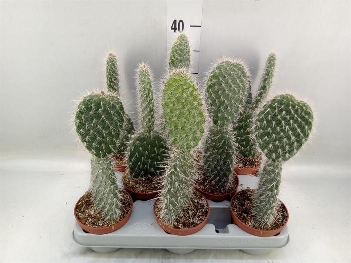 <h4>Opuntia</h4>