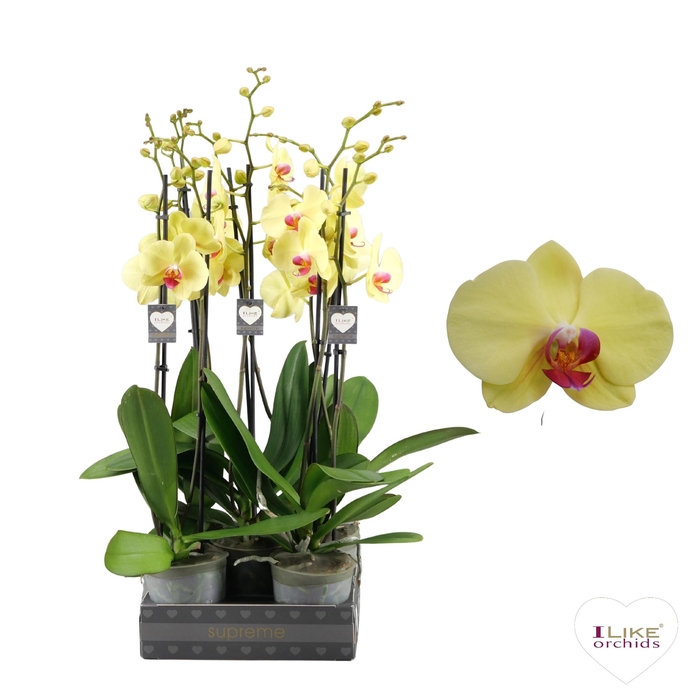 <h4>Phalaenopsis Golden Cheetah - 2 tak 80cm (Less Plastic)</h4>
