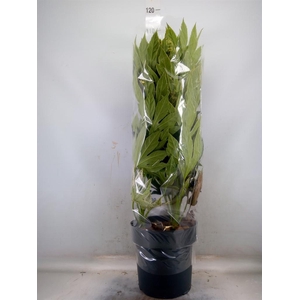 Fatsia japonica 'Variegata'