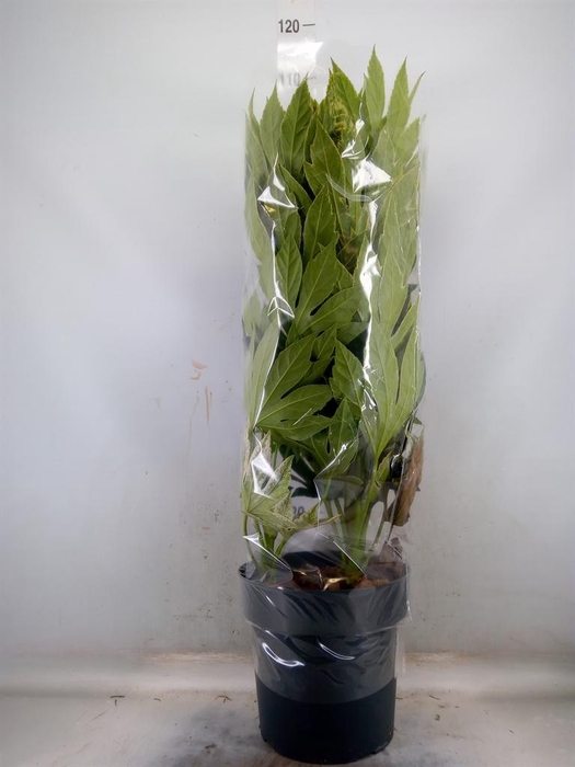 <h4>Fatsia japonica 'Variegata'</h4>