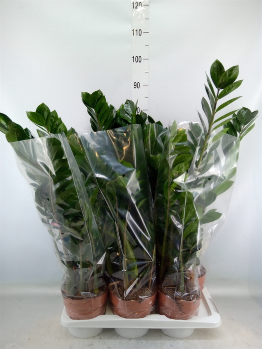 <h4>Zamioculcas zamiifolia</h4>