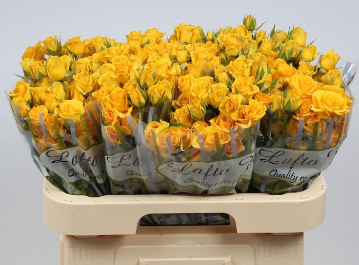 <h4>R TR MARISA</h4>