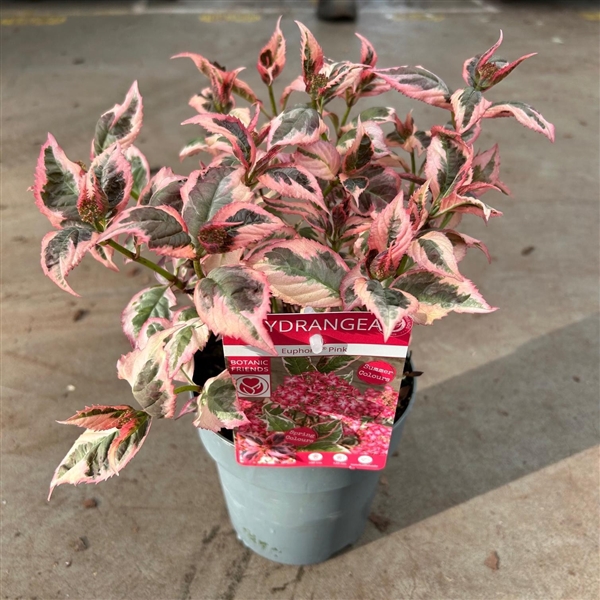 <h4>Hydrangea serrata Euphoria 'Pink'</h4>