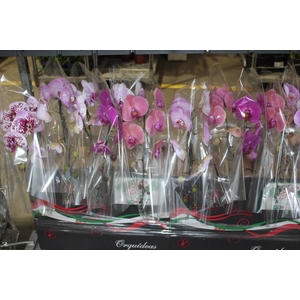PHALAENOPSIS CASCATA P15 MIN 11 FLS