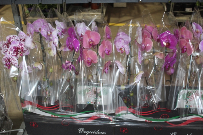 <h4>PHALAENOPSIS CASCATA P15 MIN 11 FLS</h4>