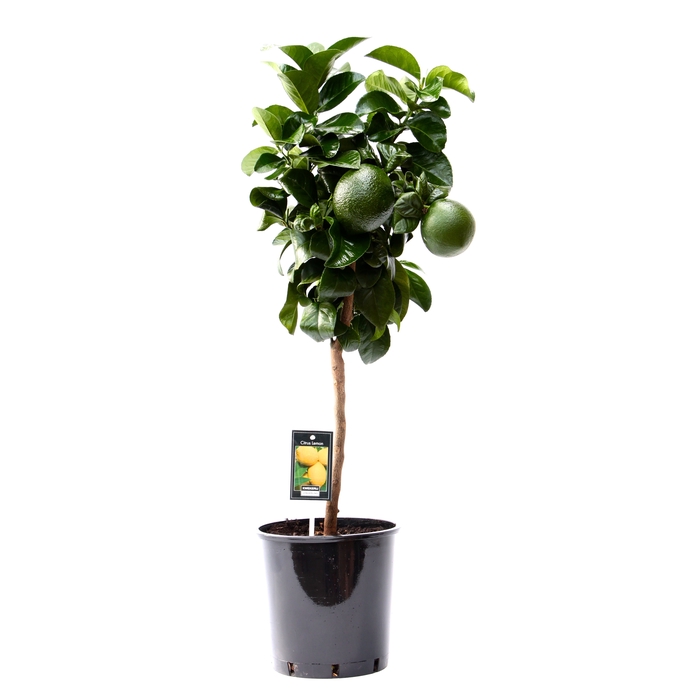 <h4>Citrus Lemon California stem P22</h4>