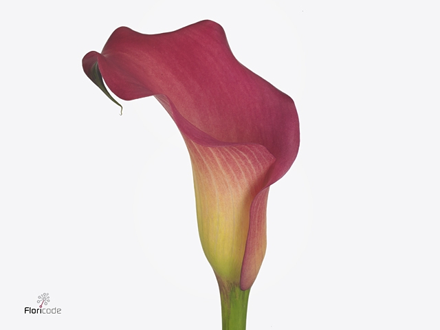 Calla Hollywood