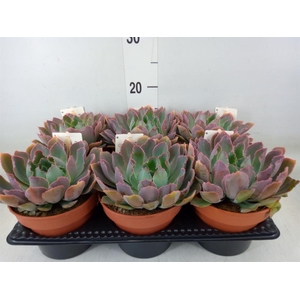 Echeveria   ...