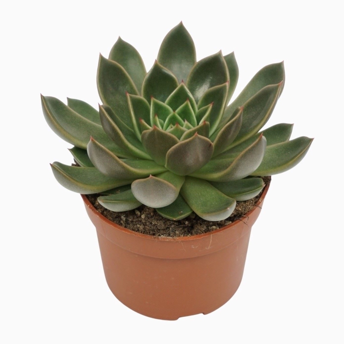 Echeveria