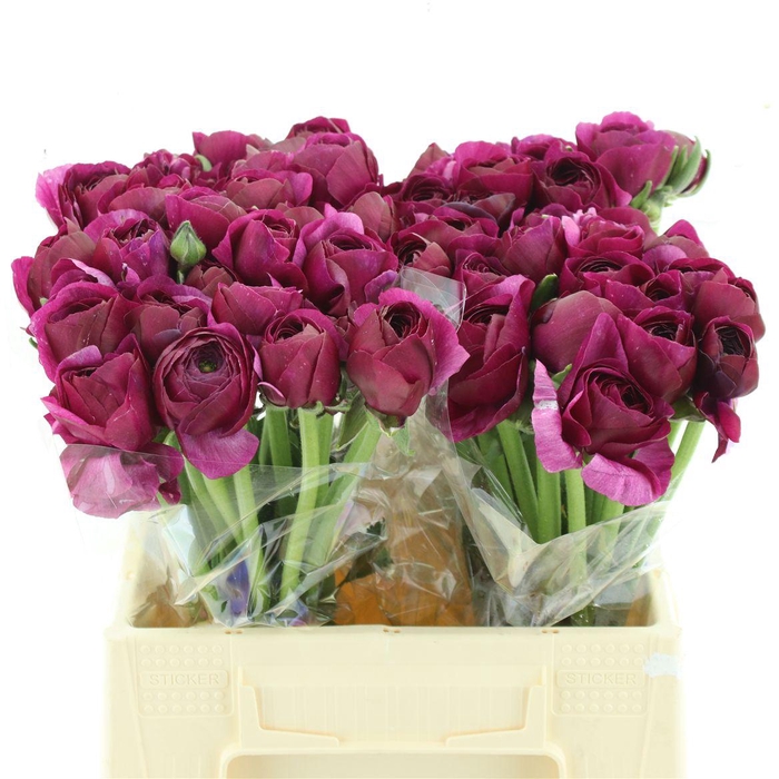 <h4>Ran Su Renoir Purple Super</h4>