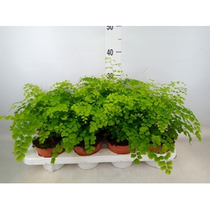 Adiantum raddi. 'Fragrans'