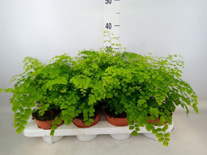 <h4>Adiantum raddi. 'Fragrans'</h4>