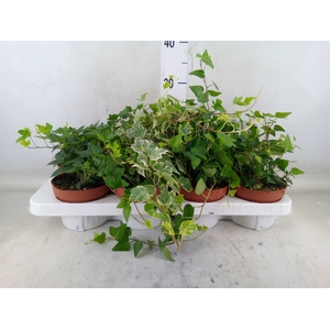 Hedera helix   ...mix 3