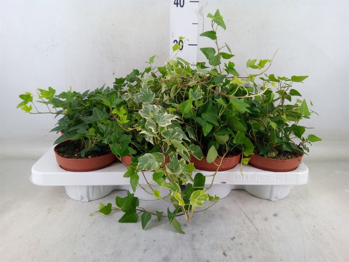 <h4>Hedera helix   ...mix 3</h4>