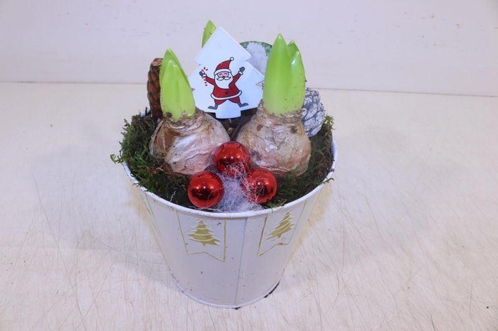 <h4>ARR HYACINTH</h4>