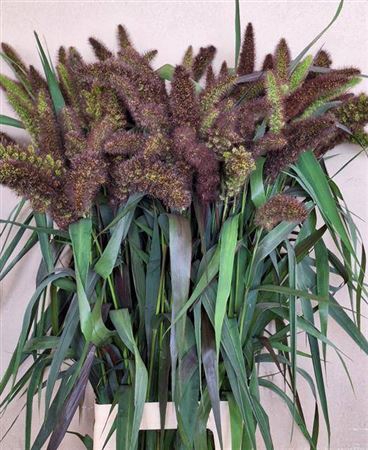 <h4>Setaria It Red Jewel</h4>