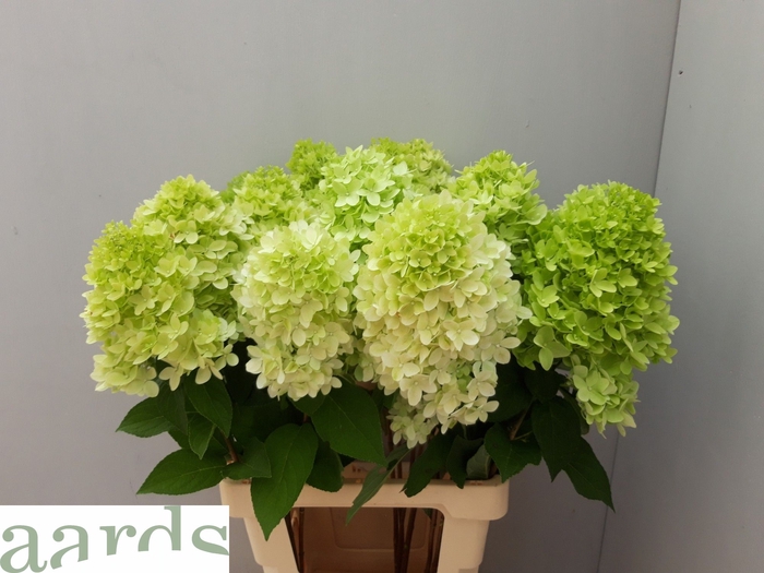 <h4>HYDR PA MAG CANDLE</h4>
