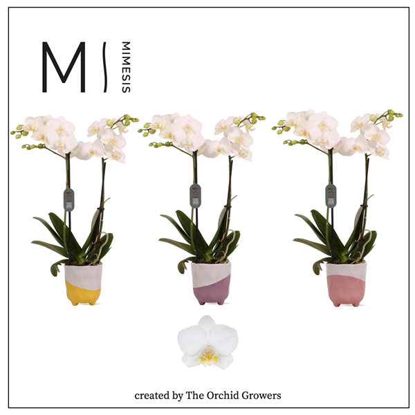 <h4>Mimesis Phal. Multi White - 2 spike 12cm in Gabby Mix ceramic</h4>