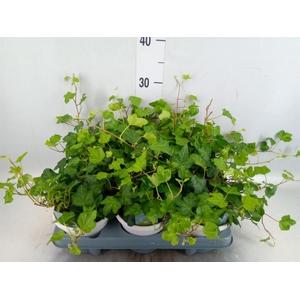 Hedera helix 'Wonder'