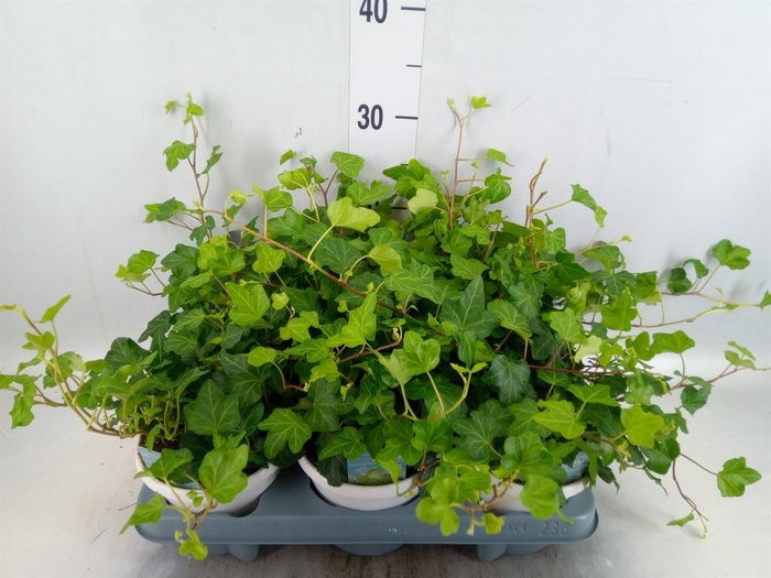 <h4>Hedera helix 'Wonder'</h4>