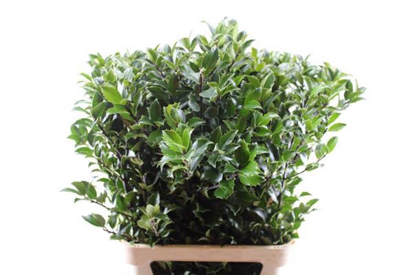 <h4>Deco Gr Ilex Blue Fantasy(90c)</h4>